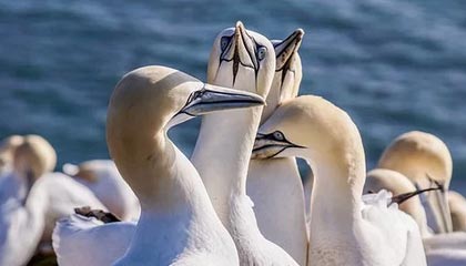 JIUYOU GAMING-“花式运球：联盟高手的炫酷过人秀”，花式运球过人教学视频