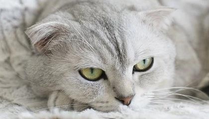 JIUYOU GAMING-“花式运球：联盟高手的炫酷过人秀”，花式运球过人教学视频